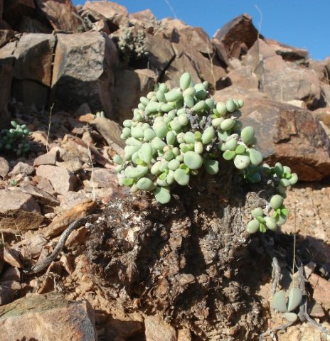 Portulacaria pygmaea new, old and rock